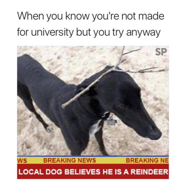 22279404_1498317616961633_7221096710571072249_n